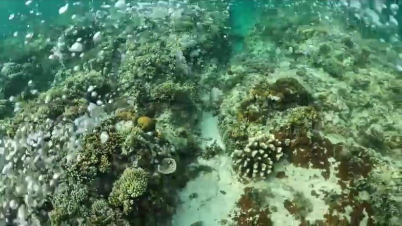 Gratum 1 dive coral
